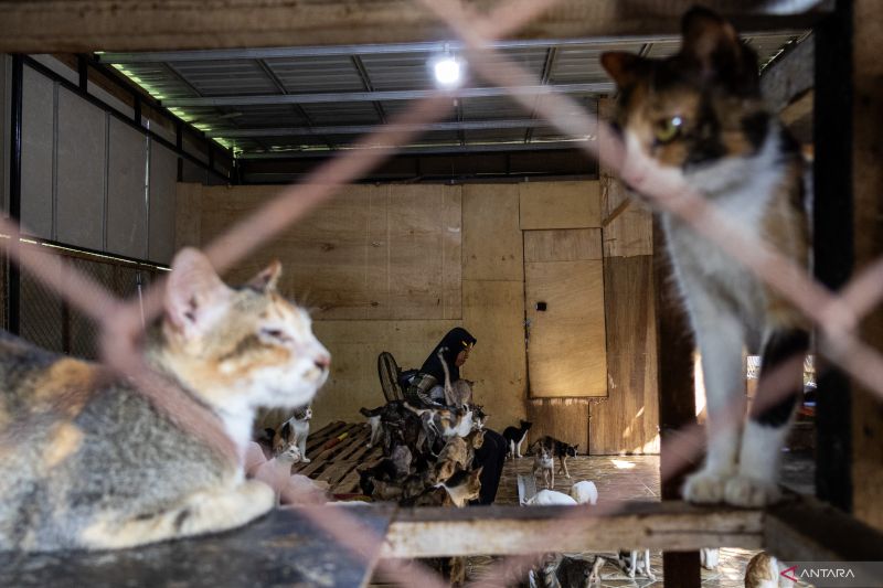 Penyelamat Kucing_Salmiati