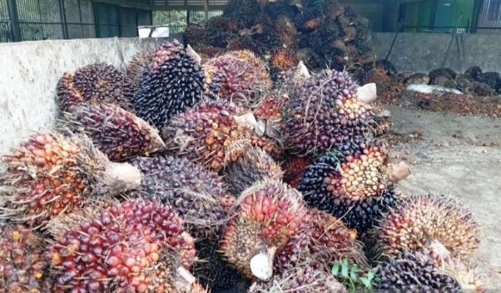 Harga TBS Kaltim Turun, Imbas Lemahnya Harga CPO