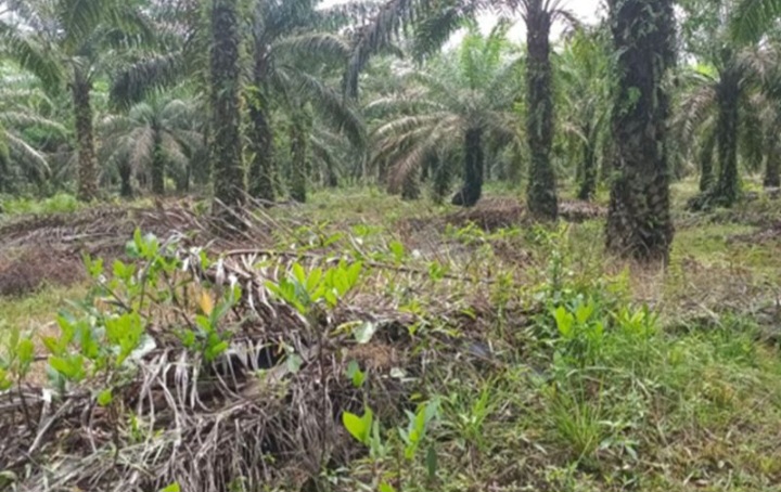 Bupati: Situs Kota Kapur Terancam Hilang Dampak Tambang – Sawit 