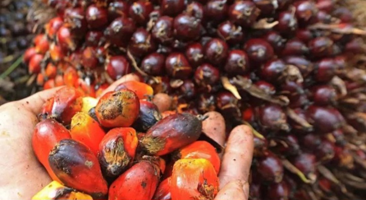 Kemendag: Penurunan Harga Minyak Nabati Dunia Tekan HR CPO Desember