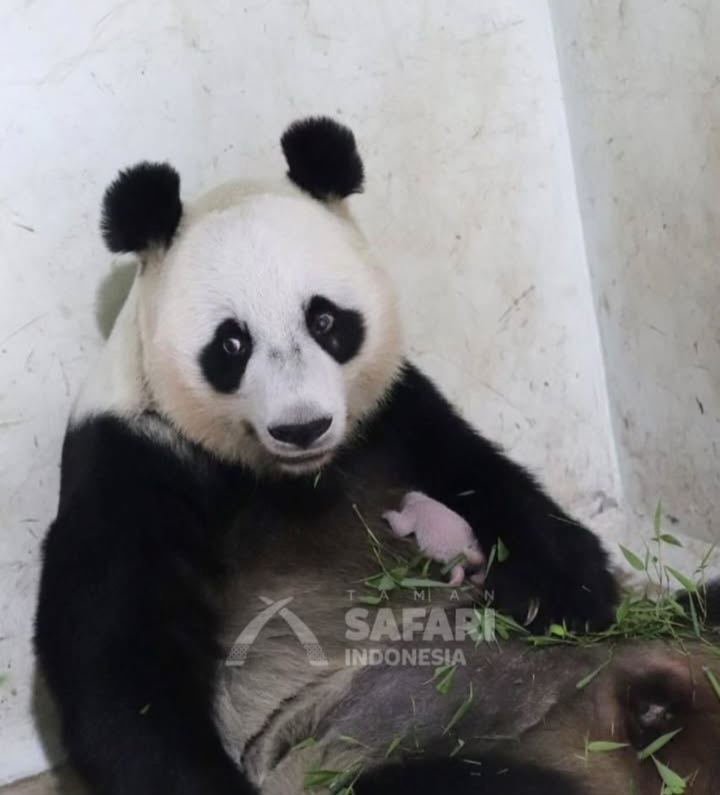 panda