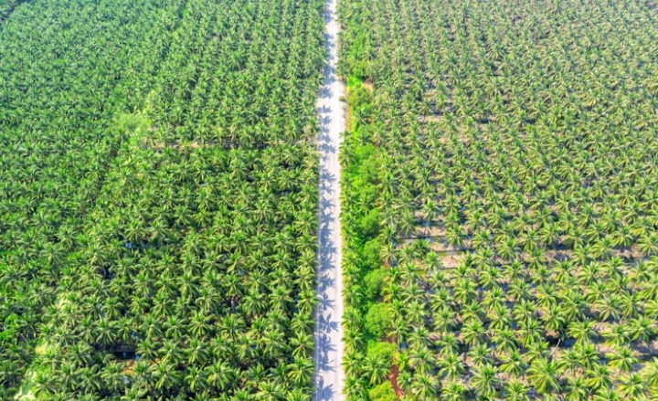 Bupati Kotim Tak Beri Izin Pembukaan Lahan Sawit Baru