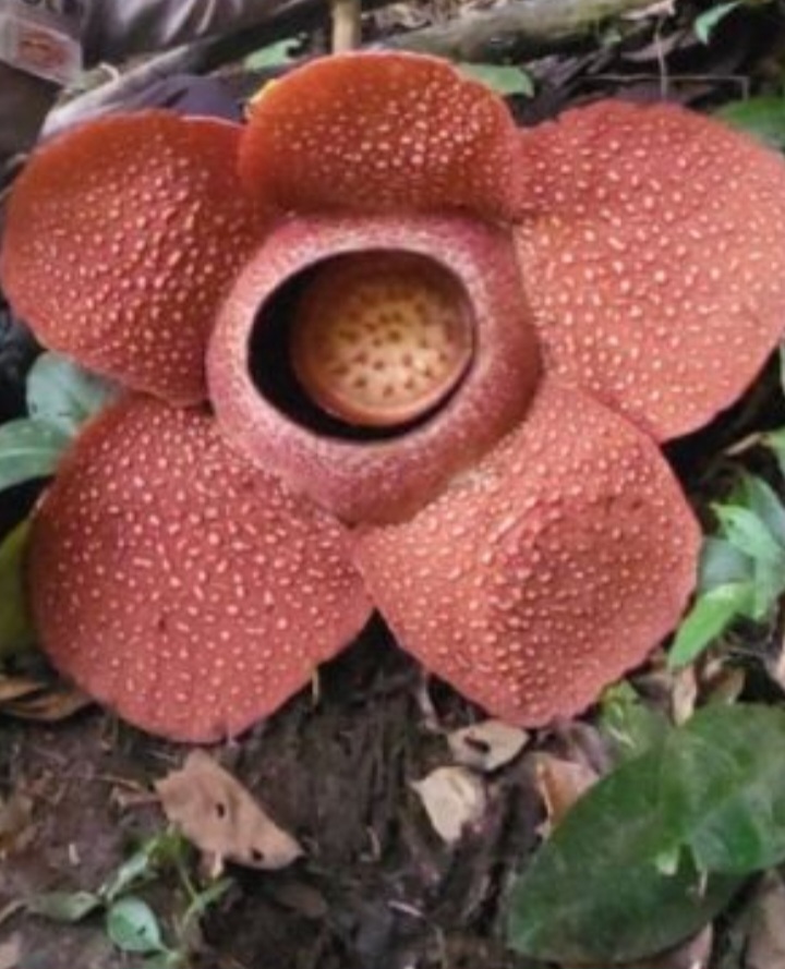 bunga Rafflesia