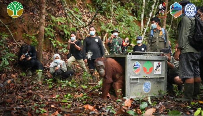 Tiga Orangutan Hasil Rehabilitasi Dilepasliarkan di TNBBBR