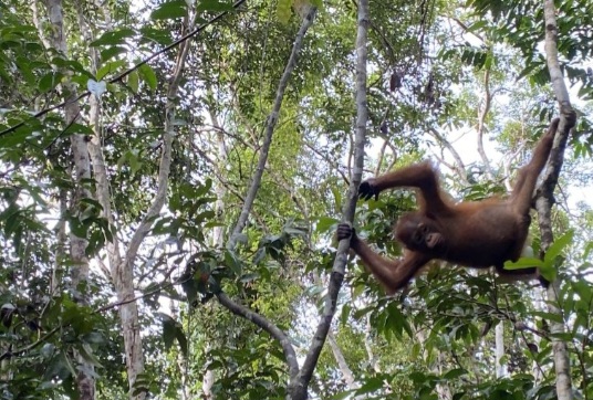 Orang Utan