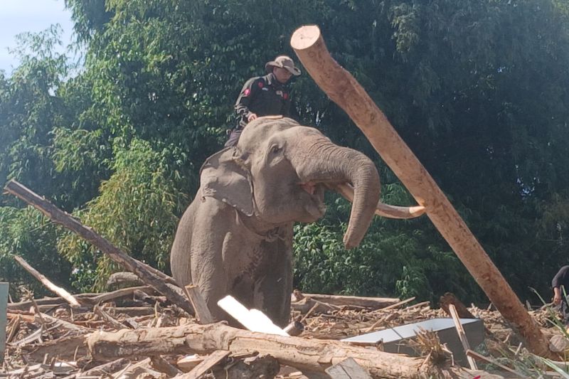 Gajah Sumatera bantu banjir