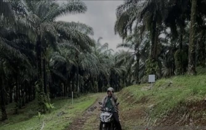 Jabar Larang Penanaman Sawit, Apkasindo Meradang: Ribuan Pekerja Bisa Terancam