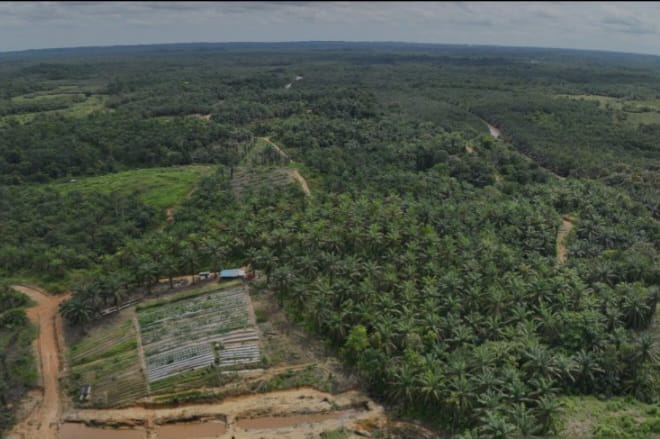 Bank Tanah Bantu Bibit Buah bagi Warga Terdampak Proyek Strategis Nasional IKN