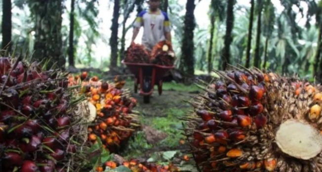 Kemendag: Permintaan Turun Sebabkan Harga CPO Melemah