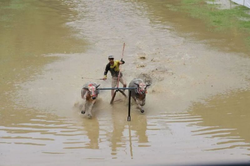 Barapan Kebo: Jejak Kerbau dari Kehidupan dan Jejak Peradaban Agraris