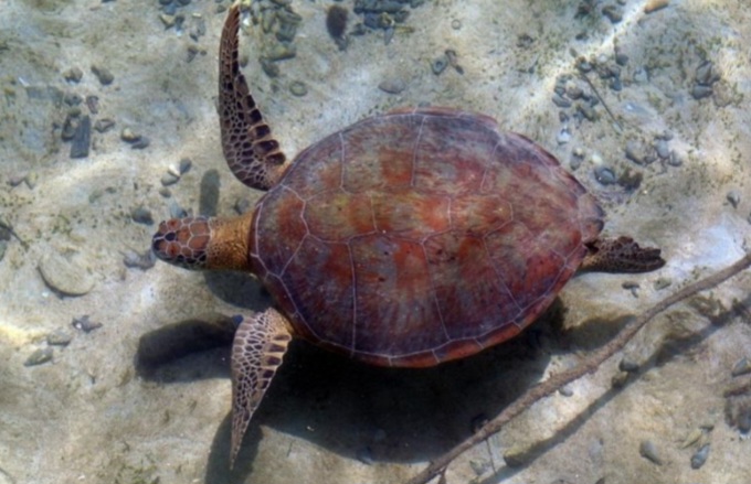 Kaltim Gandeng Lintas Sektor Konservasi Penyu di Kepulauan Derawan