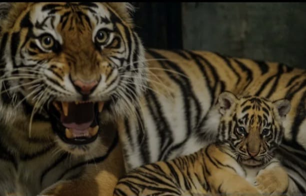 Anak Harimau Benggala