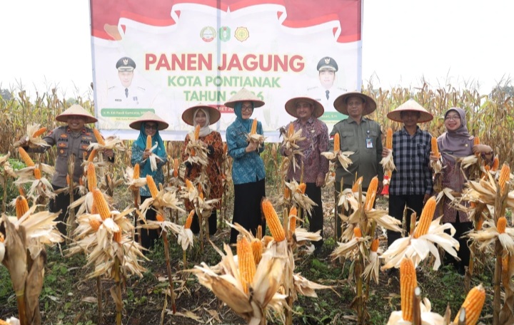 Panen Jagung Perdana di Pontianak Utara, Dukung Swasembada Pangan Berkelanjutan
