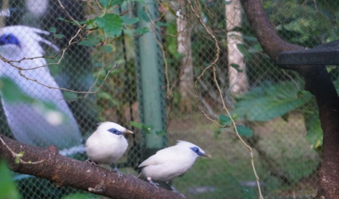 BKSDA Bali Lepasliarkan 12 Burung Jalak Bali ke Habitat Alami