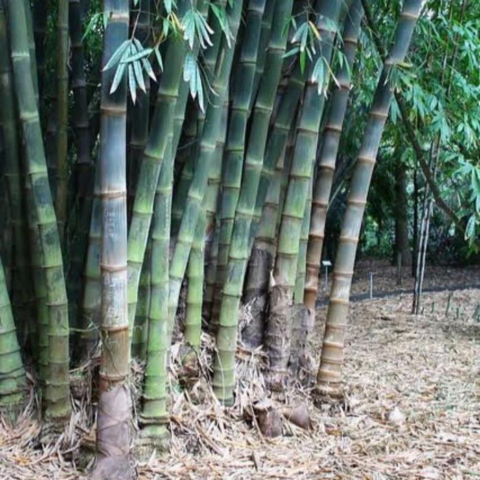 Bambu