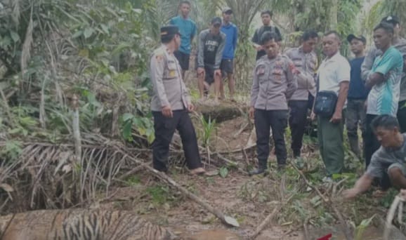 harimau