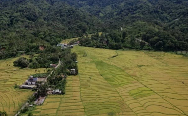 tambang emas