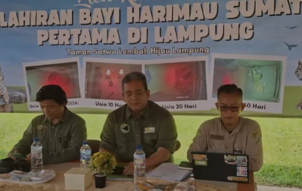 harimau sumatera