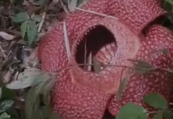 Rafflesia arnoldii
