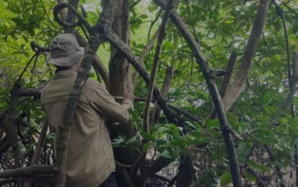mangrove langka