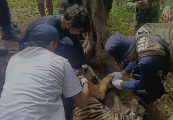 harimau Sumatera