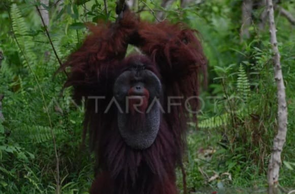 orangutan