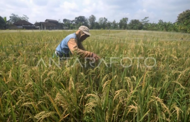 Cetak Sawah Rakyat