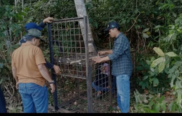 beruang madu