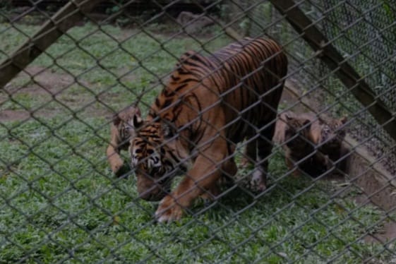 harimau sumatra