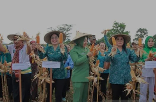 Panen Raya Jagung