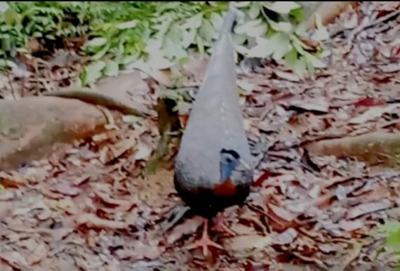 burung haruai