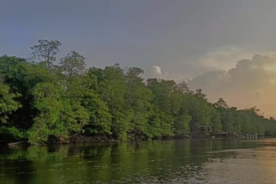 mangrove