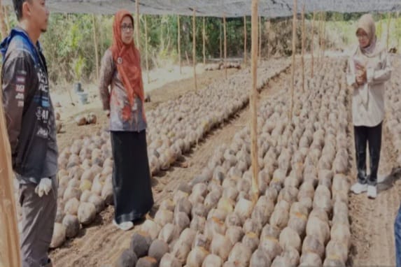 bibit kelapa dalam