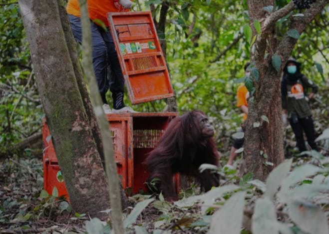 orangutan