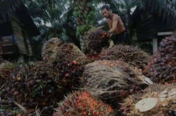 petani sawit