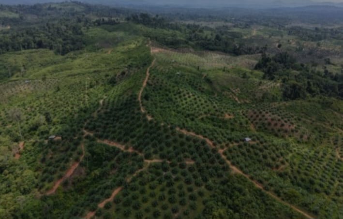 Ada Kebun Sawit Ilegal Masih Berproduksi di Habitat Gajah Sumatra