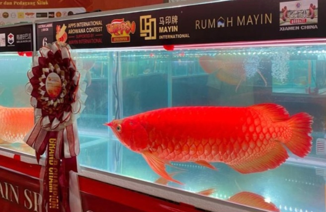 ikan arwana