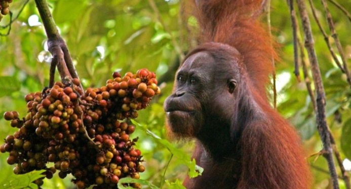 Orangutan
