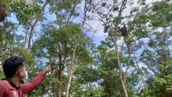 Rumah Orangutan