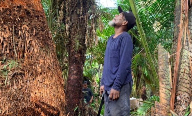 Hutan sagu