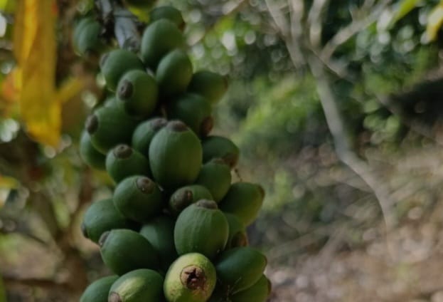 kopi