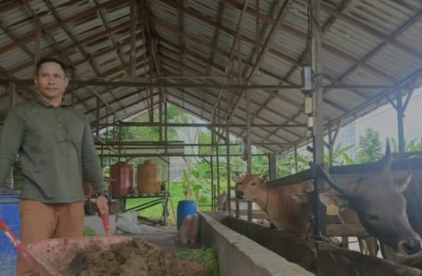 kotoran sapi