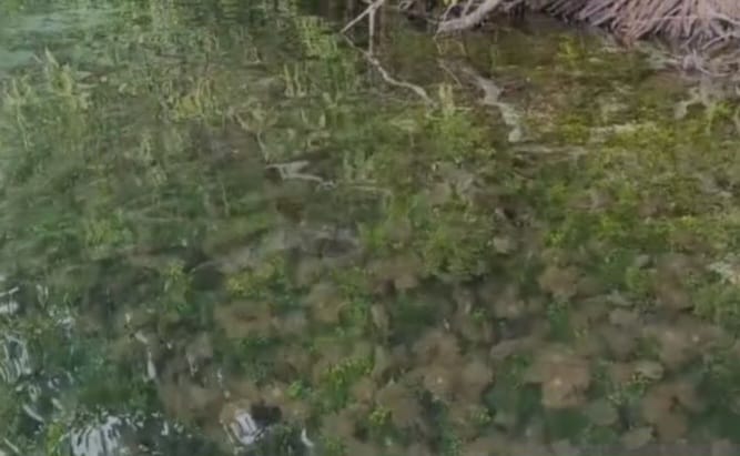 Danau Kakaban