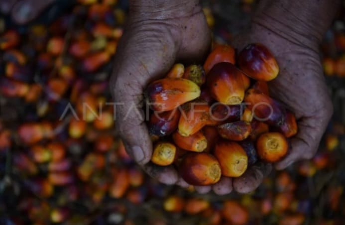 CPO dan Produk Turunan Sawit Dominasi Angkutan Perkebunan di Semester I
