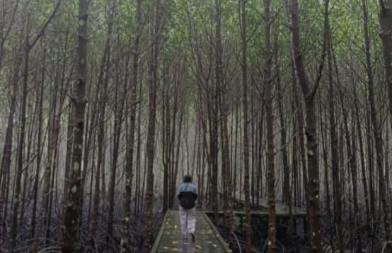 Pulihkan Lahan Kritis dan Ancaman Abrasi, Kaltim Bersinergi Tanam Mangrove