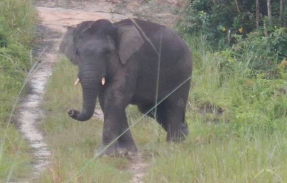 Pemerintah Terbitkan Inpres Penyelamatan Gajah Sumatera dan Kalimantan