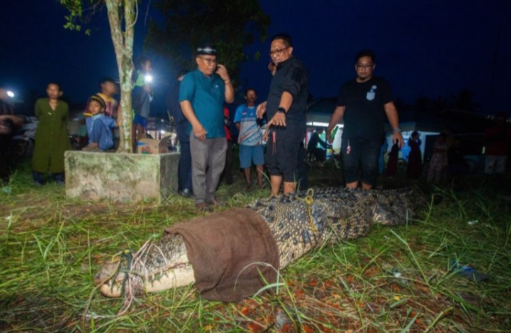 buaya muara