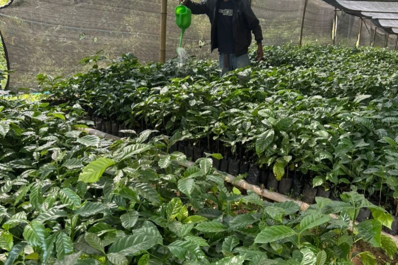 Bibit Kopi Tombo Batang