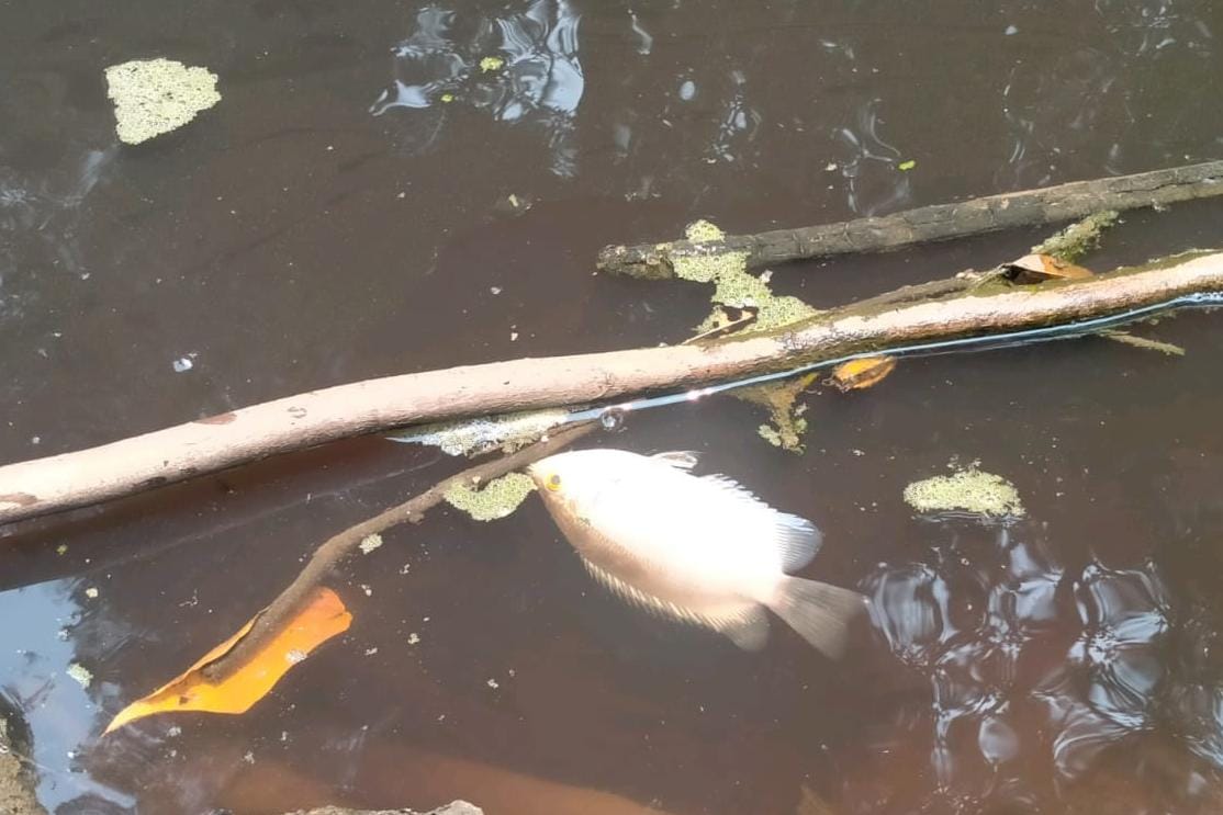 Sungai Gonis