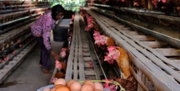 Kementan Siapkan Juknis Penyerapan Telur bagi SPPG Rp26.500/kg